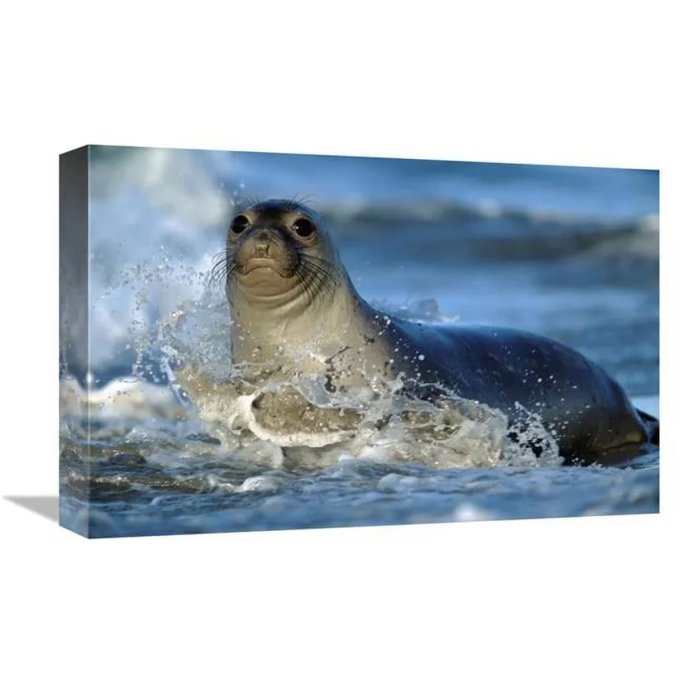 Ultimate Non-Toxic Global Gallery 12 x 18 in. Northern Elephant Seal Female in Splashing Surf - North America Art Print - Tim Fitzharris